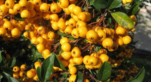 Alıçta Hangi Vitaminler Var