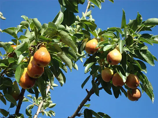 Armutta Hangi Vitaminler Var, Armutun Faydaları Nelerdir