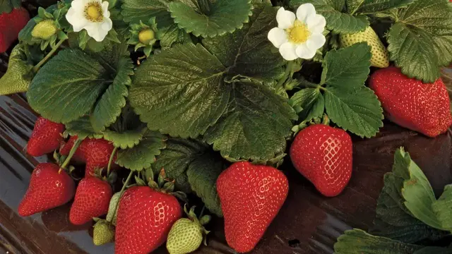 Çilekte Hangi Vitaminler Var, Çileğin Faydaları Nelerdir