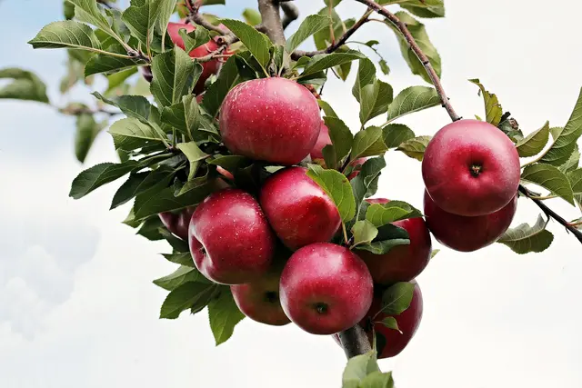 Elmada Hangi Vitaminler var, Faydaları nelerdir
