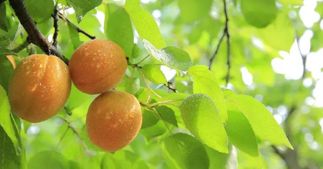 Kayısıda Hangi Vitaminler Var, Kayısının Faydaları Nelerdir