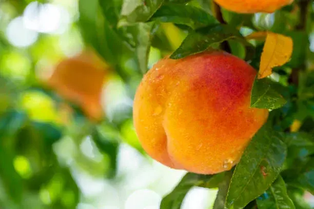 Şeftalide Hangi Vitaminler Var, Şeftalinin Faydaları Nelerdir
