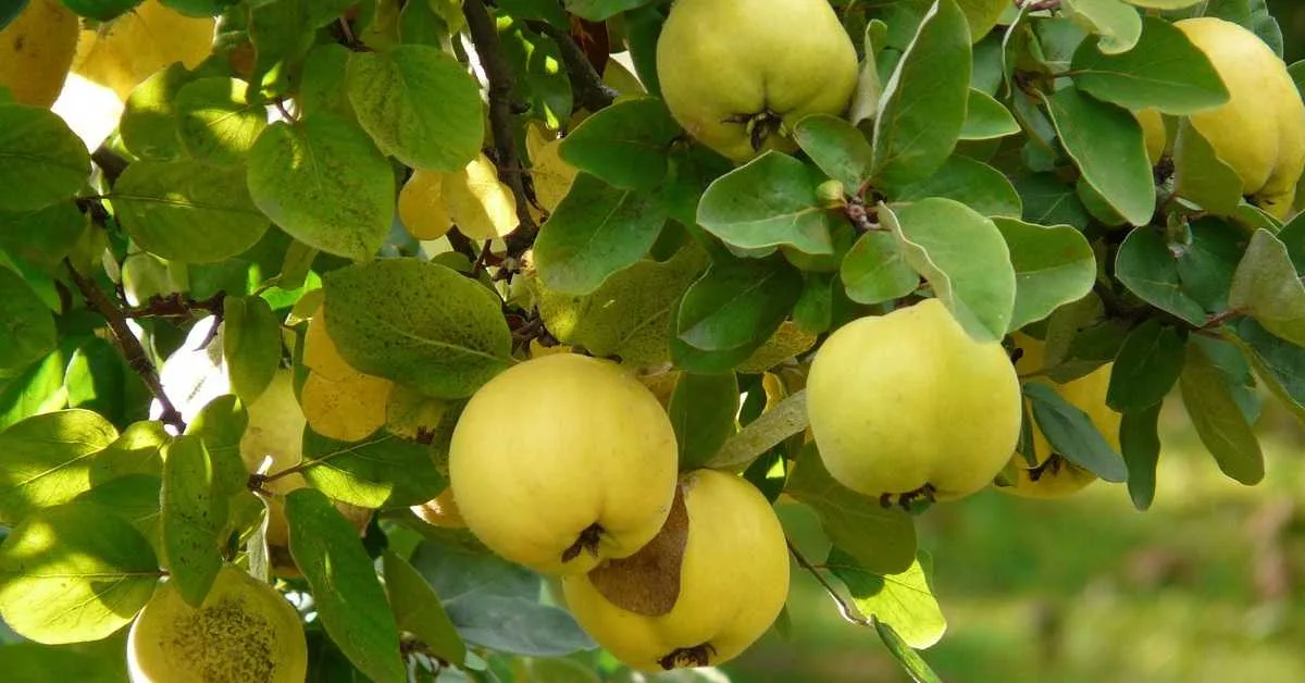 Ayvada Hangi Vitaminler Var