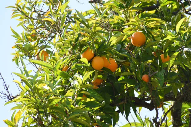 Cennet Hurmasında Hangi Vitaminler Var