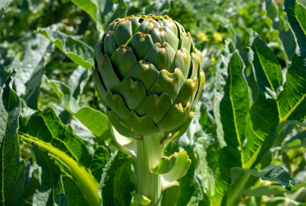 Enginarda Hangi Vitaminler Var