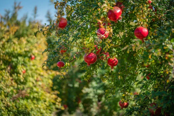 Narda Hangi Vitaminler Var
